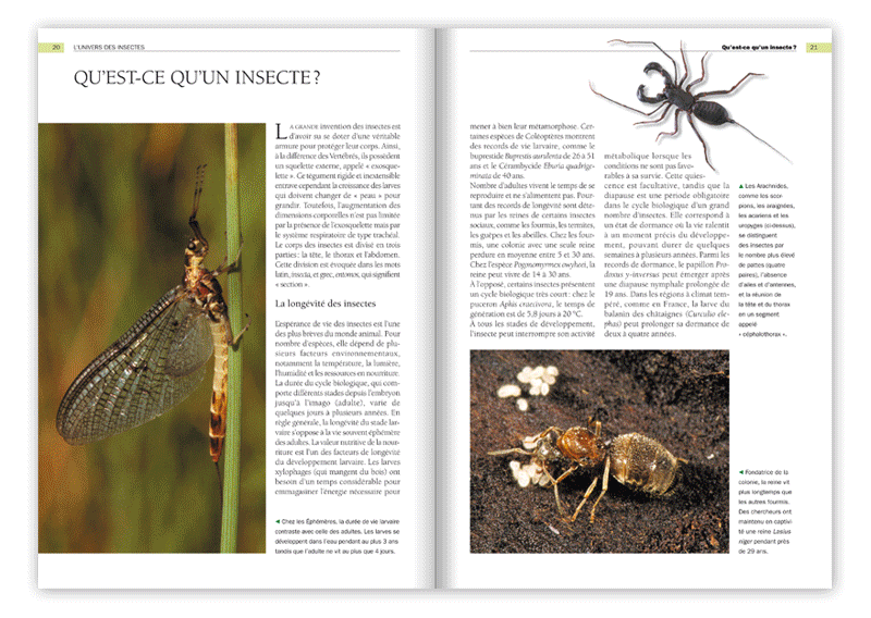 Insect, Les Devenirs Visuels